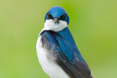 Tree Swallow Stare